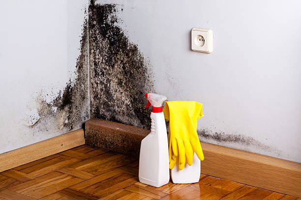 Why You Should Choose Our Mold Remediation Services in East Uniontown, PA